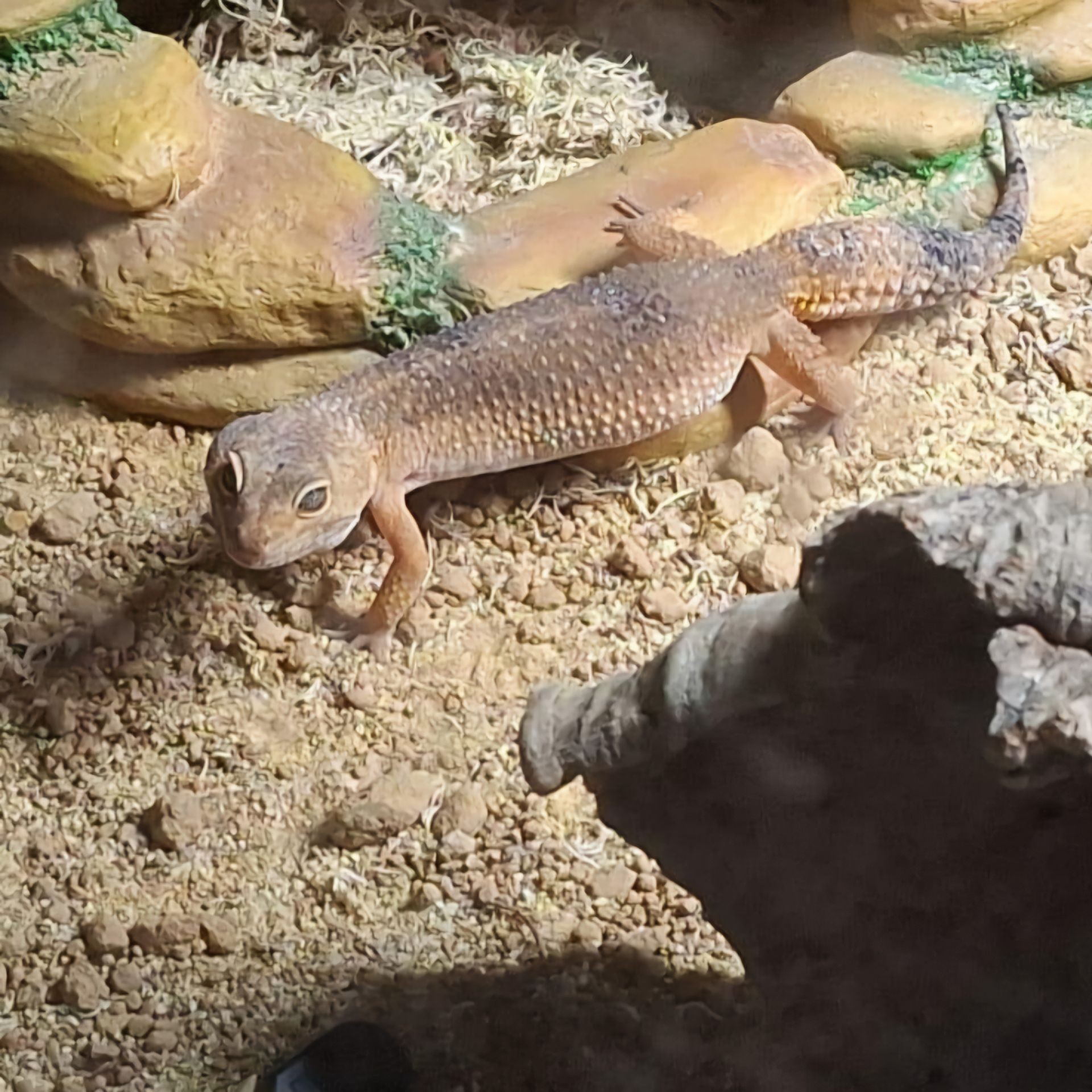 STEVIE 🦎 