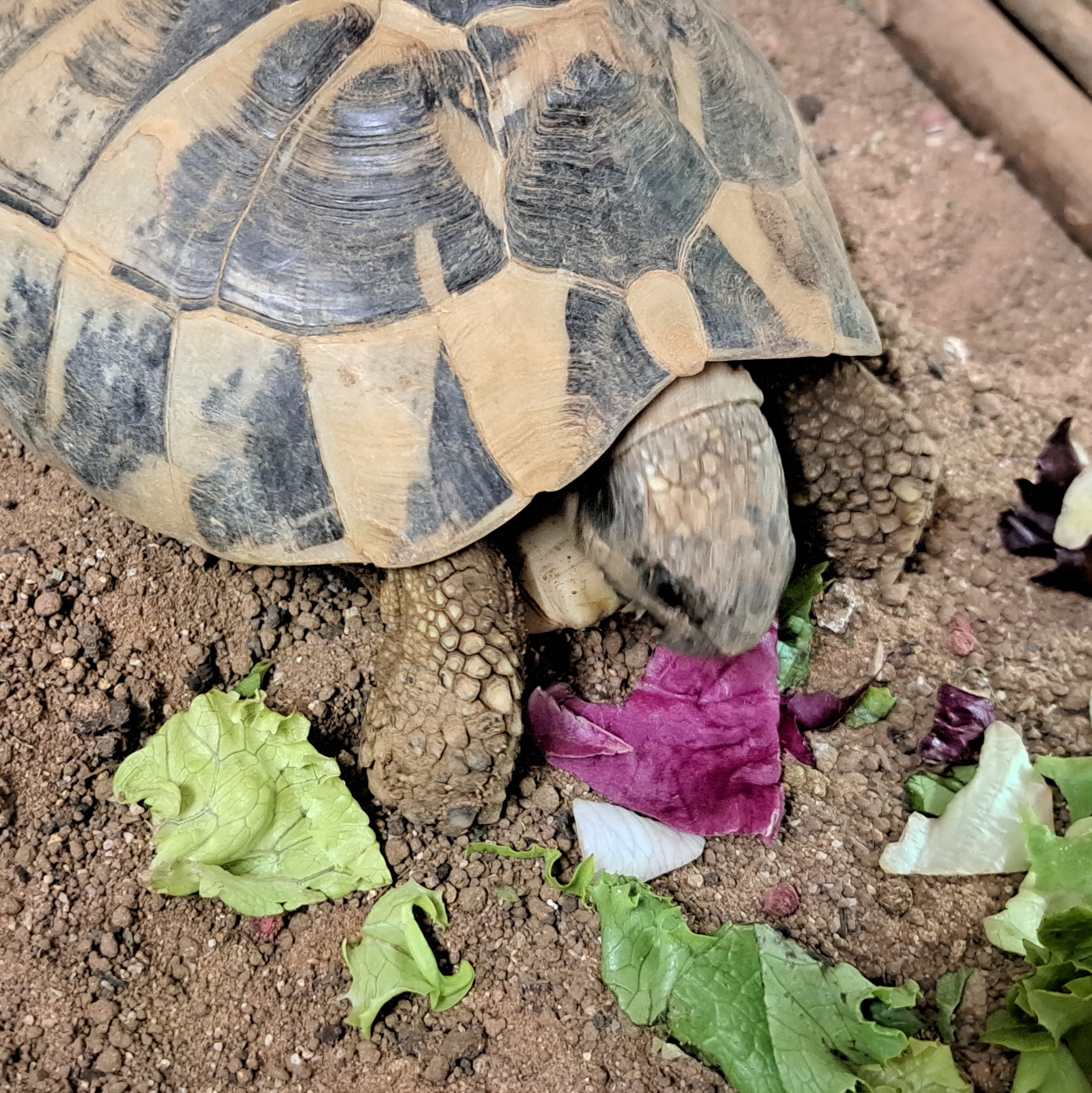 LOGAN 🐢