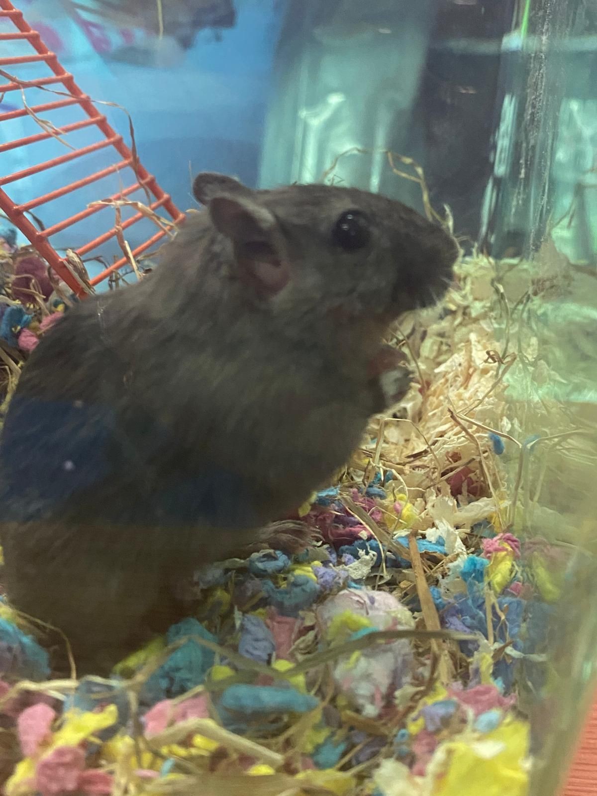 GERBIL BIEBER 🐹 