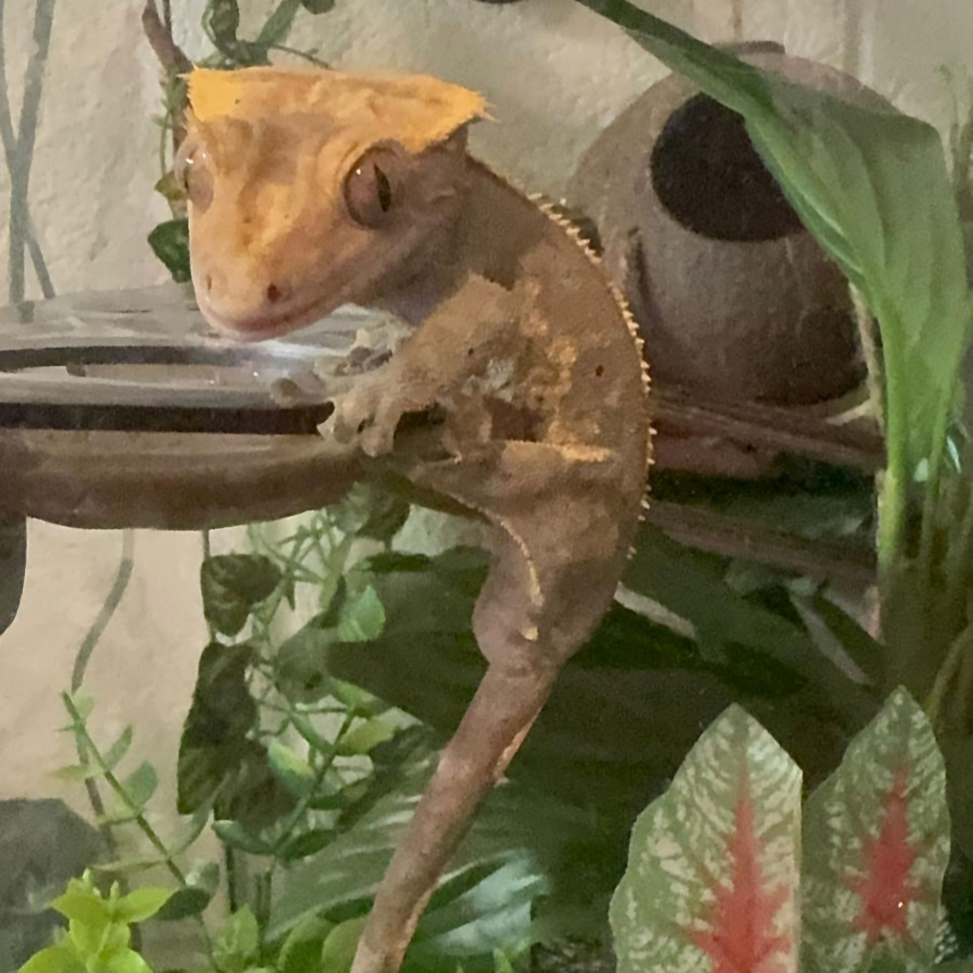 BEAN 🦎 