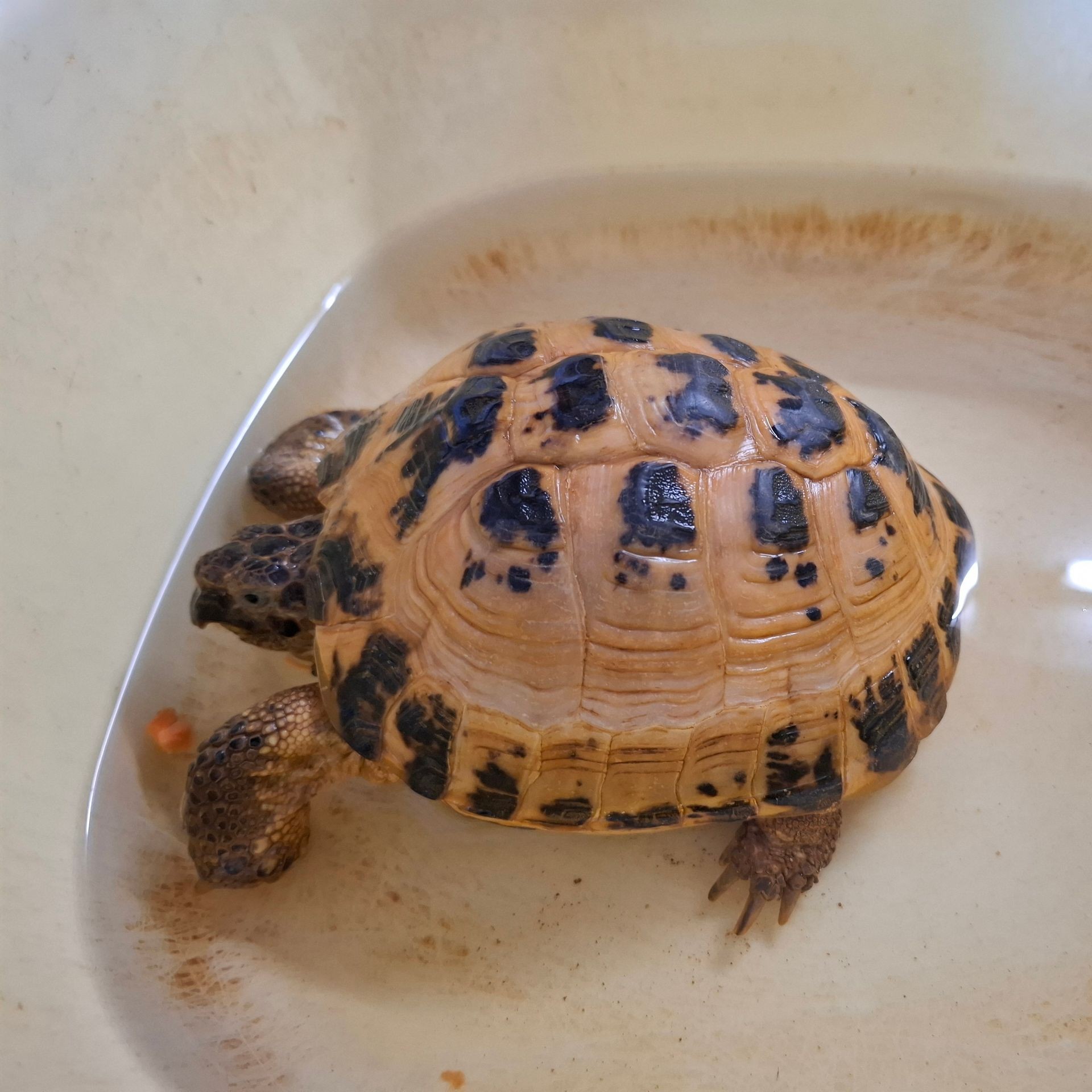 LITTLE 🐢 