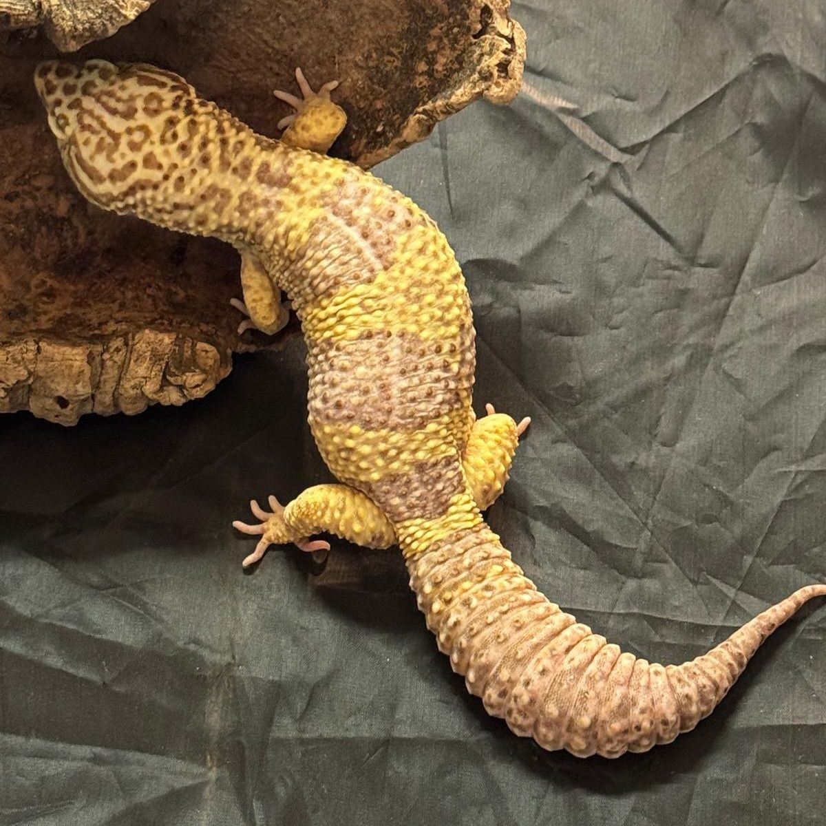 KEVIN 🦎 
