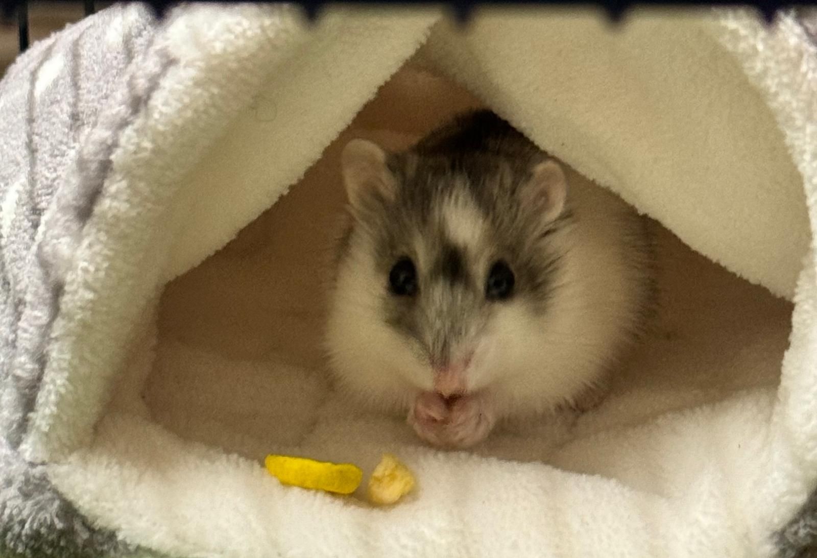 SQUISHY 🐹 