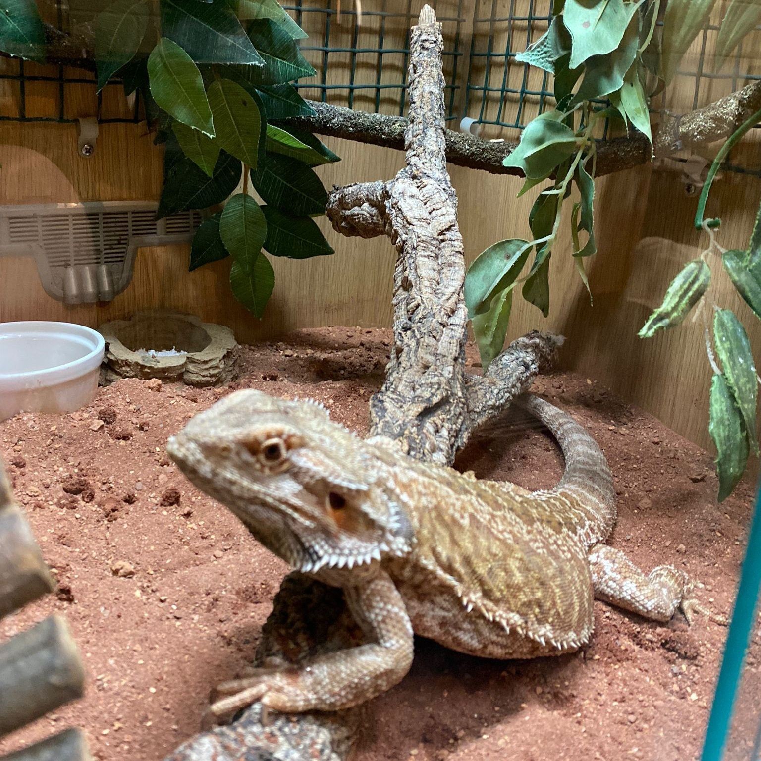 SHARON 🦎 