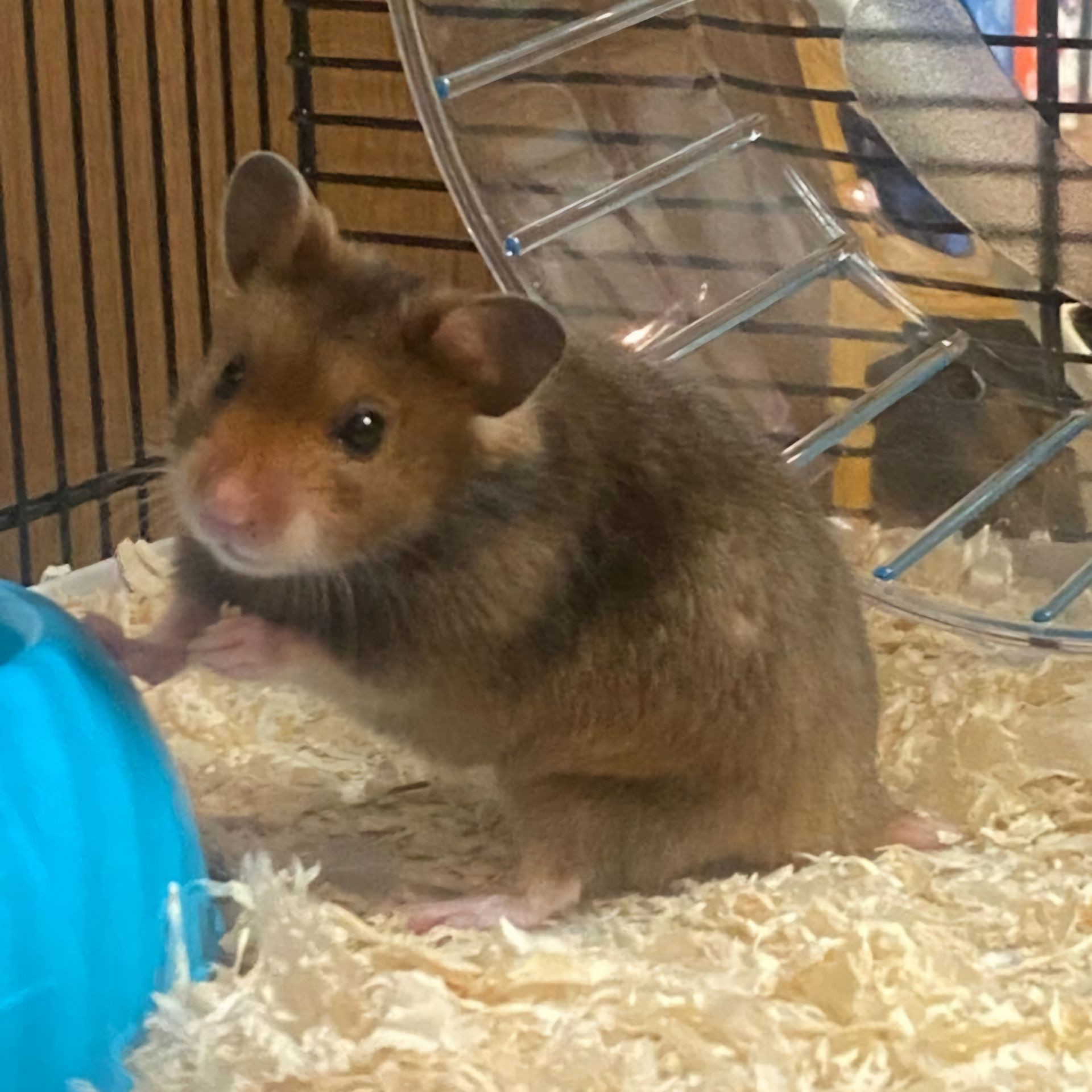 HAMMY STYLES 🐹 